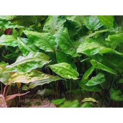 Cây thủy sinh Tiêu Thảo Lá Đào không cần Co2