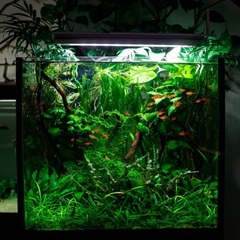 Week S Series S300, S400 chuyên dùng cho bể thủy sinh mini