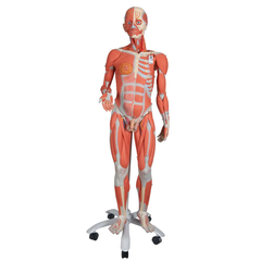 Mô hình cơ bắp người kép kích thước thật 3/4 trên giá đỡ kim loại, 45 phần - 3B Scientific