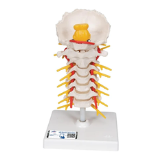 Bộ giải phẫu đốt sống - 3B Scientific
