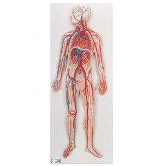 Mô hình hệ thống tuần hoàn của con người - 3B Scientific