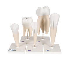 Bộ mô hình răng người "Classic Series", 5 mô hình - 3B Scientific