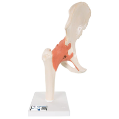 Bộ giải phẫu khớp - 3B Scientific
