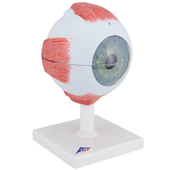 Mô hình mắt người, 5 lần kích thước đầy đủ, 6 phần - 3B Scientific