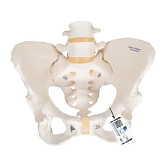 Mô hình bộ xương chậu nữ - 3B Scientific