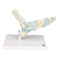 Mô hình bộ xương bàn chân có dây chằng - 3B Scientific