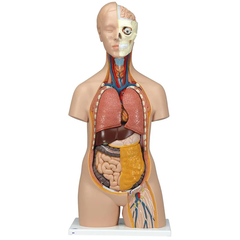 Mô hình thân người cổ điển Unisex, 12 phần - 3B Scientific