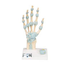 Mô hình bộ xương bàn tay có dây chằng và ống cổ tay - 3B Scientific