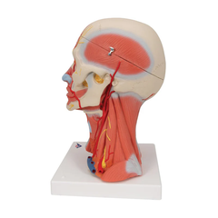Head and Neck Musculature Model, 5-part