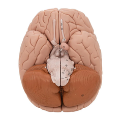 Human Brain Model, 8 part - 3B Scientific