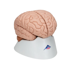 Human Brain Model, 8 part - 3B Scientific