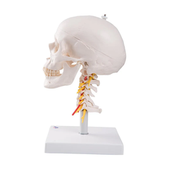 Mô hình sọ người trên cột sống cổ, 4 phần - 3B Scientific