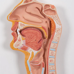 Mô hình hệ tiêu hóa của con người, 3 phần - 3B Scientific