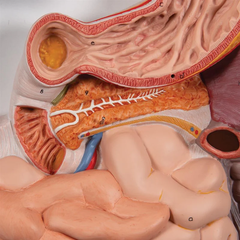 Mô hình hệ tiêu hóa của con người, 3 phần - 3B Scientific