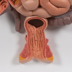 Mô hình hệ tiêu hóa của con người, 3 phần - 3B Scientific