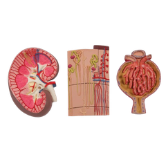Mô hình cắt thận người với các nephron, mạch máu và cầu thận - 3B Scientific
