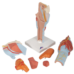 Larynx Model, 2x full-size, 7-part