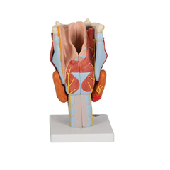 Larynx Model, 2x full-size, 7-part