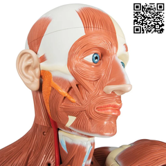 Mô hình cơ bắp nam giới kích thước thật, 37 phần - 3B Scientific