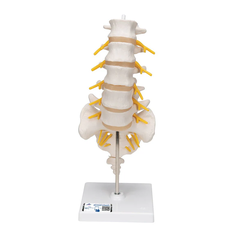 Bộ giải phẫu đốt sống - 3B Scientific