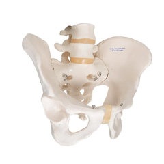 Mô hình bộ xương chậu nam - 3B Scientific