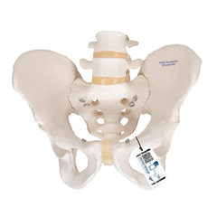 Mô hình bộ xương chậu nam - 3B Scientific