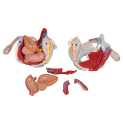 Mô hình bộ xương chậu nam với dây chằng, mạch máu, dây thần kinh, cơ sàn chậu và các cơ quan, 7 phần - 3B