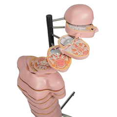 Mô hình thân MRI với 15 mặt cắt ngang - 3B Smart Anatomy