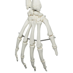 Mô hình bộ xương người Stan - 3B Scientific