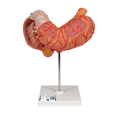 Mô hình dạ dày người, 3 phần - 3B Scientific