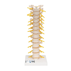 Bộ giải phẫu đốt sống - 3B Scientific
