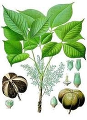 Lịch Sử Cây Cao Su