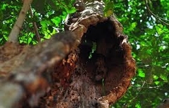benh-thuong-gap-o-cay-cao-su-viet-nam