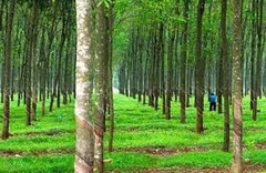 Lịch Sử Cây Cao Su