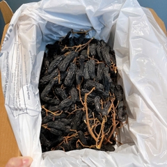 Little Gemz dried table grape clusters nho khô móng tay Úc 1kg