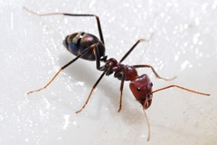 Iridomyrmex Purpureus (Meat Ant)