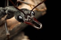 Myrmecia Pyriformis