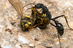 Myrmecia Pyriformis