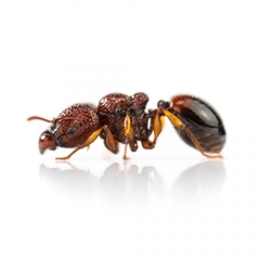 Acanthomyrmex thailandensis
