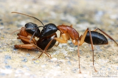 Camponotus Nigriceps