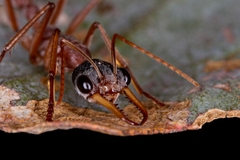 Myrmecia Nigriceps