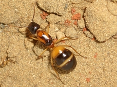 Camponotus consobrinus