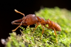 Mystrium camillae
