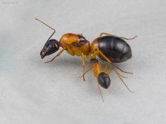 Camponotus consobrinus