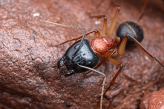 Camponotus Nigriceps