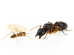 Camponotus Irritans