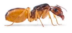 Camponotus Fedtschenkoi