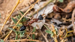 Myrmecia Nigriceps