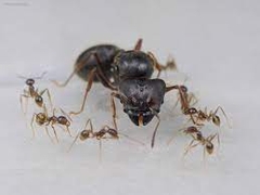 Pheidole noda