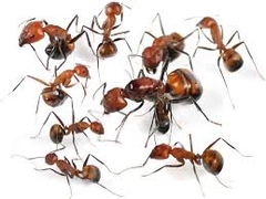 Camponotus Nicobarensis